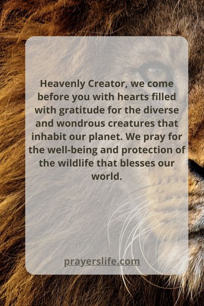 A Prayer For The Wildlife In Our World