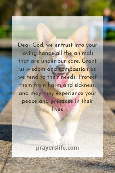 A Prayer For The Safety And Care Of Animalsfor Joy And Gratitude On Valentines Day Morning